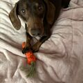 Oskar 