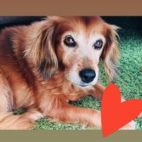 Herzenshund