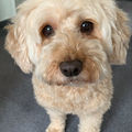 Nelly, der beste Hunde auf der ganzen Welt 