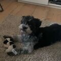 Missy mit ihrem lieblings Spielzeug 