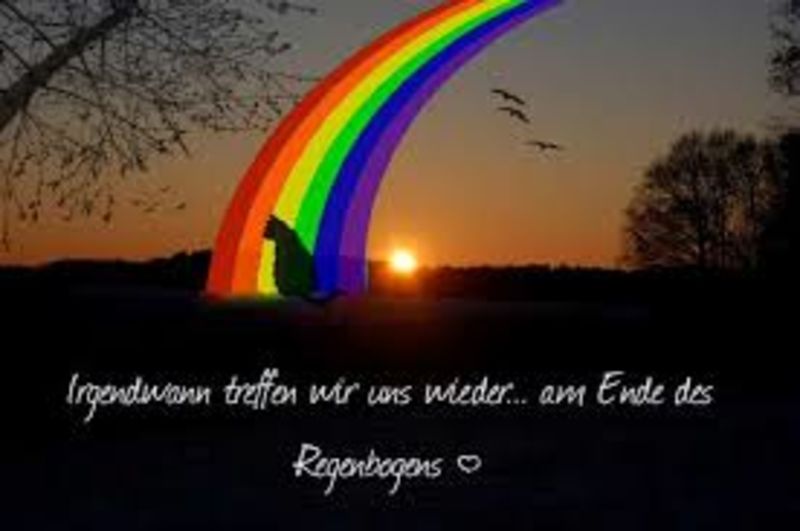 Merlin Eines Tages Hinter Dem Regenbogen Sehen Wir Uns Wieder