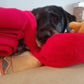 Unser Seelenhund Kira ♥