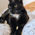 Chicca