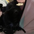 Hier haben wir dich in den alten Puppen Kinderwagen gesetzt 
