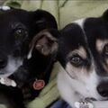 ♥️Tinka ♥️ Ginga ♥️
Ihr fehlt mir so sehr. 