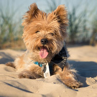 Jamie 2018 an der Ostsee, er hat den Strand immer geliebt