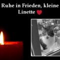 In stillem Gedenken an Linette ❤
