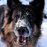 Goliath my love forever