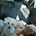 Snowy liebte Auto fahren, aber Teddy musste immer mit