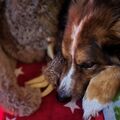 Unser Benji ist am 28.03 25 friedlich eingeschlafen