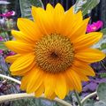 Eine Blume aus meinem Garten schicke ich dir hinauf.....