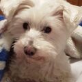 Samy ♥️⭐♥️ für immer im Herzen ♥️♥️