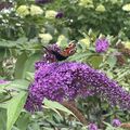Im Rosengarten