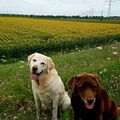 Geliebt und unvergessen unsere Seelenhunde 
Paul & Mona