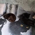 Sunny liegt gerne bei Dir und Fritzi legt sich zur Sunny