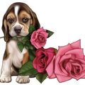 ❤️von Lilli ❤️eine schöne Rose ❤️