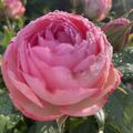 Eine schöne Rose❤️für Lara❤️aus Lillis❤️Garten