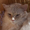 Kimba