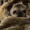 Unser Mops Engel Oscar 