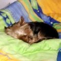 Mein kleine Schatz 