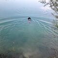 Bubele schwimmt mit Schwimmweste in seinem letzten Sommer