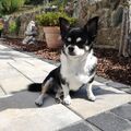 Bubi. ( Chihuahua ) 
Viel Spaß mit Bella im Himmel ????♥️