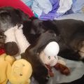 Unser Seelenhund Kira ♥