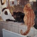 Jönnchen, Mullemaus, Möppelchen und Tömmchen 