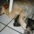 Ben und Merlin 2007 in Friesenhörn