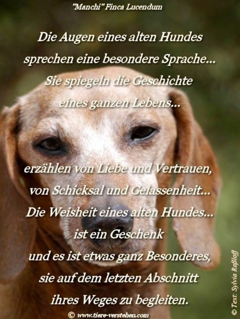 Romy - Der Hund ist das einzige Wesen auf Erden, das dich mehr liebt, als sich selbst.