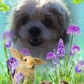 Hippo 06.02.2018 Balou 30.04.2018