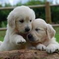 Monti Golden Retriever.❤️⭐❤️