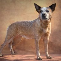 Amber beim Fotoshooting
