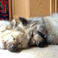 Seelenverwandt Galea und Hazel