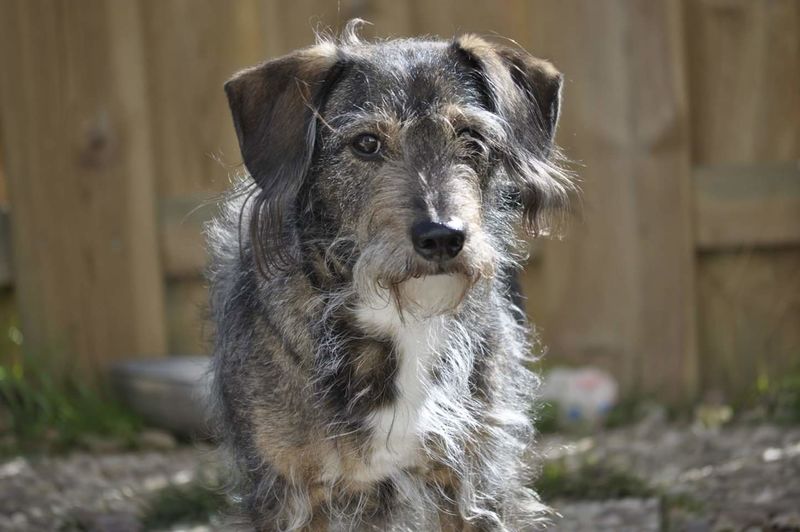 Peppi Die Zeit heilt keine Wunden , sie lernt uns nur mit dem Schmerz