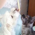 Samy ♥️ und sein Freund Tyson ♥️