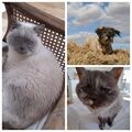 Balou, Teddy und Nellie ????