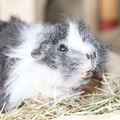 Putzi