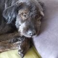 Ronja, geb. 2007, gest. 16.12.21