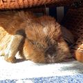 Schnuffi 