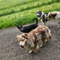 Die Gang