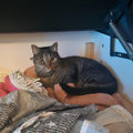 Hier lag lola beim Bett Beziehen,wie du im bett Kasten♥️♥??