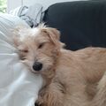 Mein neues Tierschutzhündchen!