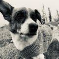 Theo passt gemeinsam mit Luzie auf uns auf.