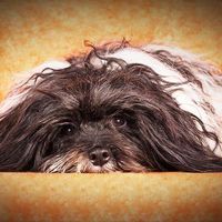 Ronja kleine Räubertochter, auf immer geliebt