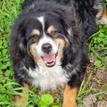 Mein Seelenhund 