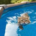 Gatita im Pool