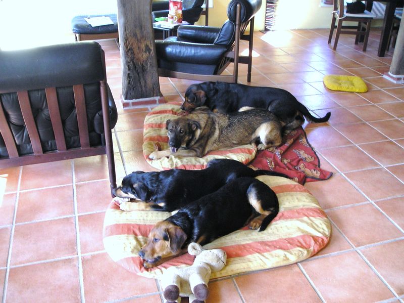 Bonkas „Ein Hund ist wie ein Herz auf vier Pfoten.“