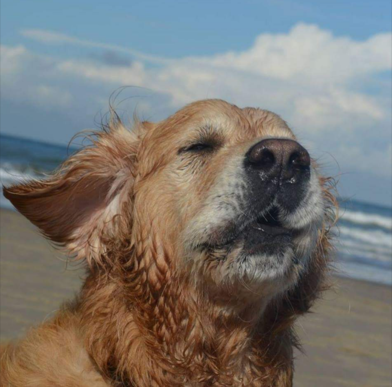 Timmy Als Ich Die Hand Eines Menschen Brauchte Reichte Mir Jemand Seine Pfote