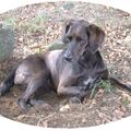 Gipsy 1.2.04-1.2.21 